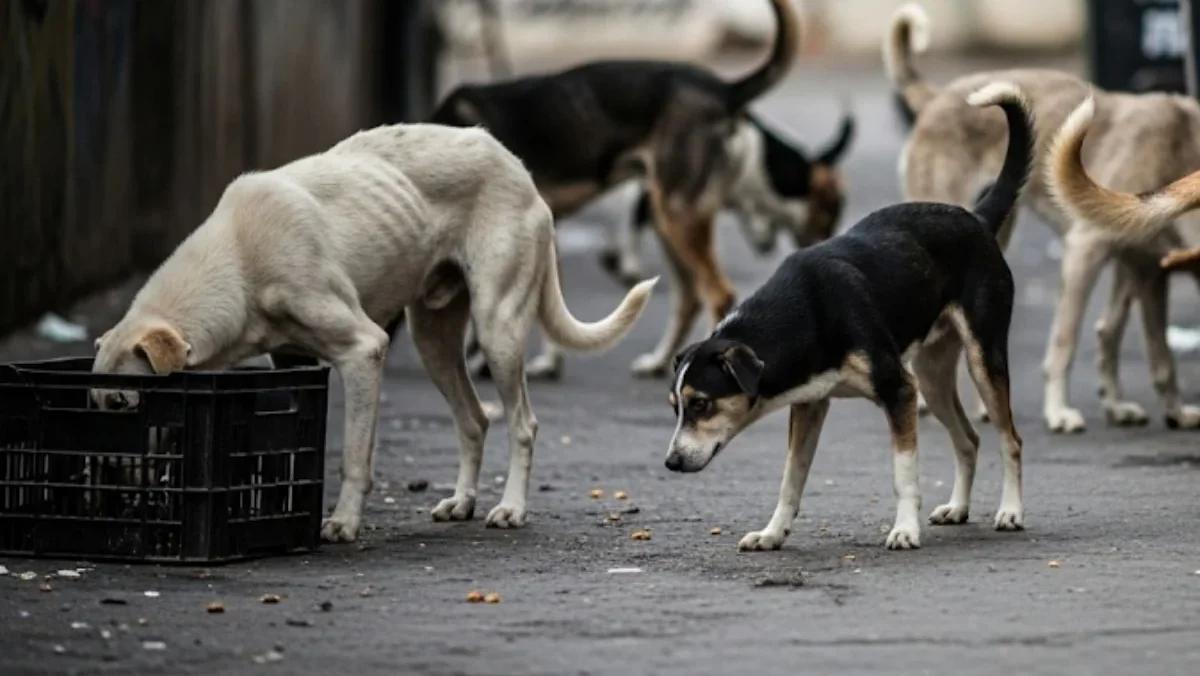 या मुस्लिम देशात फुटबॉलसाठी मारले जाणार ३० लाख भटके कुत्रे; जाणून घ्या, कधी-कधी झाली कुत्र्यांची अशी कत्तल?