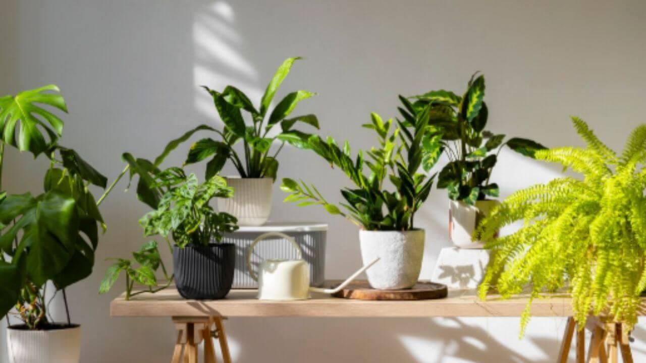 फेंगशुईनुसार घरामध्ये लावा ४ रोपे, पैसे येण्यास मिळते मदत