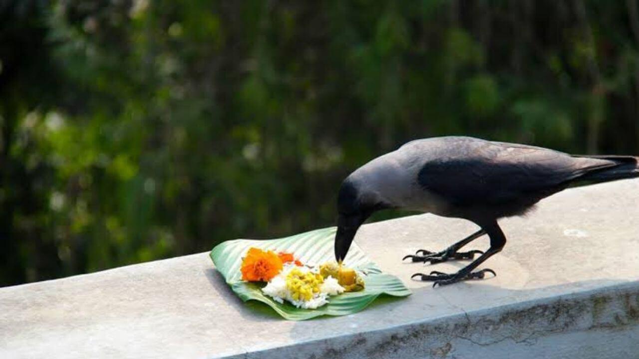 Pitru Paksha 2025 : पितृपक्षात तुमच्याही स्वप्नांत कावळा येतोय?? दुर्लक्ष करू नका, असतील हे संकेत