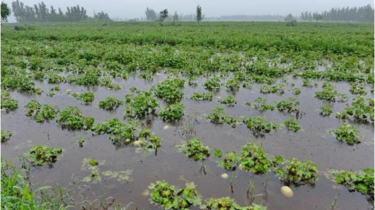 महाराष्ट्रात मुसळधार पावासामुळे 15 दिवसांत 63 लाख एकर क्षेत्रावरील पिकांचे नुकसान; शेतकरी सरकारी मदतीच्या प्रतीक्षेत