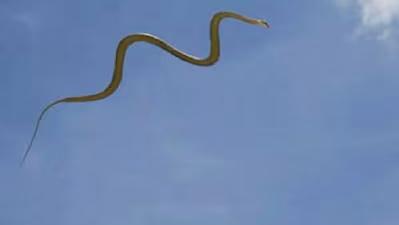 उडणारे साप कुठे आढळतात? माणसाच्या डोक्यावरून गेले तर उंची कमी होते, खरं काय? जाणून घ्या