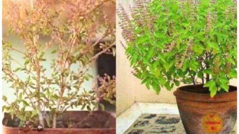 Vastu Shastra : तुळशीची सुकलेली पाने बदलेल तुमचं नशीब; ‘या’ उपायांनी होईल देवी लक्ष्मी प्रसन्न!