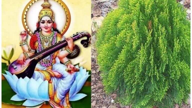 Vasant Panchami 2026 : वसंत पंचमीच्या दिवशी लावा ‘हे’ शुभ रोप, देवी सरस्वतीचा मिळेल आशीर्वाद