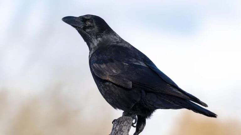 Astro Tips : घरात कावळा येणं शुभ की अशुभ? जाणून घ्या…