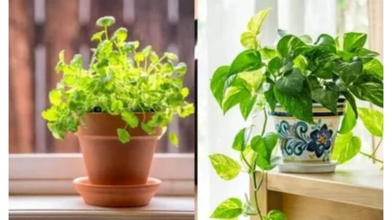 Vastu Tips : घरात लावा ‘हे’ झाडं चमकेल तुमचं नशीब…