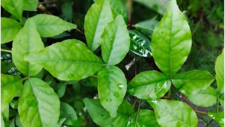 Vastu Tips : घरी बेलाचे रोप लावणं शुभ मानलं जातं का? काय सांगत शास्त्र…