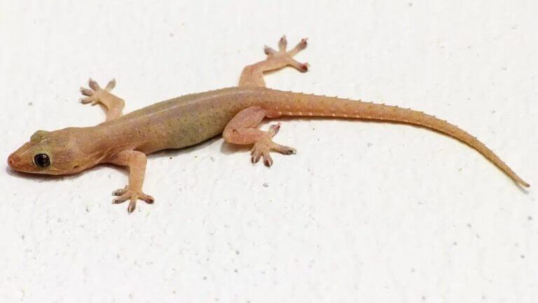 Vastu Tips : दोन पाली एकत्र दिसणं शुभ आहे की अशुभ ? जाणून घ्या…