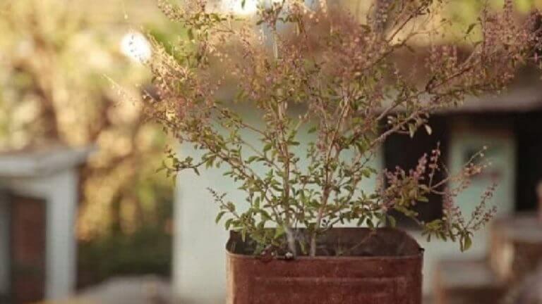 Vastu Shastra : सुकलेली तुळस देते ‘या’ संकटांचे संकेत, जाणून घ्या…