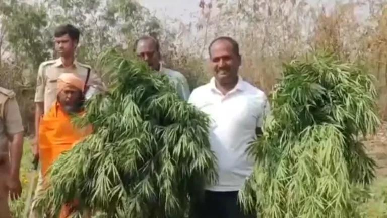 मंदिरातील पुजारी झेंडूच्या झाडांमध्ये पिकवत होता गांजा, ७० लाख रुपयांचा माल जप्त