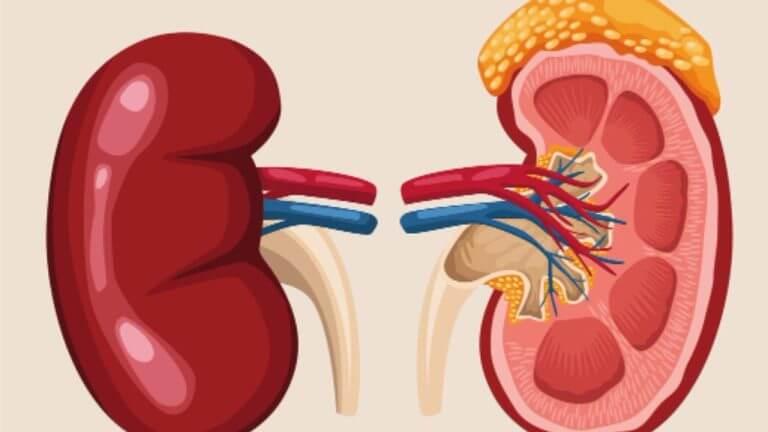 किडनीच्या आजारात अजिबात खाऊ नका ‘या’ भाज्या, वाढेल समस्या