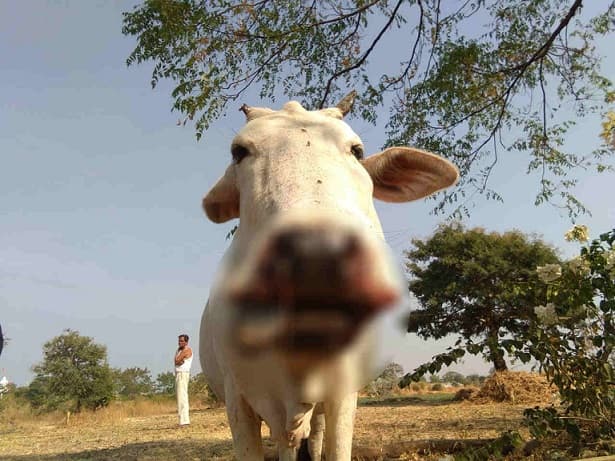 सागर: शिकार के लिए रखा हथगोला फटने से गाय का उड़ गया जबड़ा