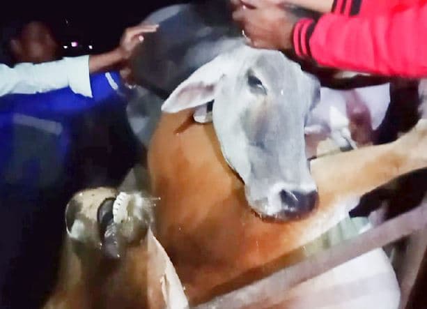 जहरीला पदार्थ खाने से 6 गाय और 6 बकरा बकरियों की मौत