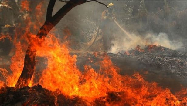 सेटेलाइट सर्वे से खुलासा, मध्य प्रदेश के जंगलों में लगती है सबसे ज्यादा आग