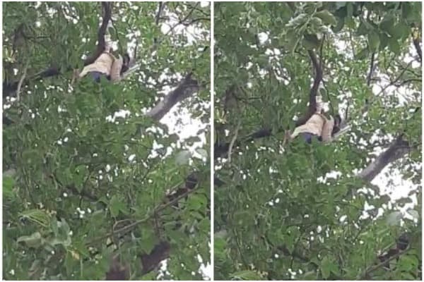 विधानसभा के बाहर पेड़ पर चढ़ा युवक, पुलिस को दो घंटे तक छकाया