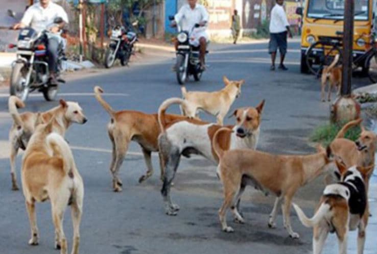 Jabalpur- आवारा कुत्तों ने डेढ़ साल की बच्ची को नोंचा, इलाज के दौरान मौत