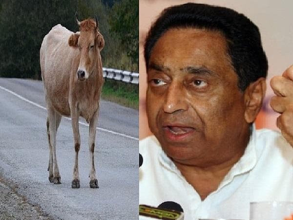 गायों को लेकर कमलनाथ सरकार सख्त, अब इन नियमों में किया बदलाव!