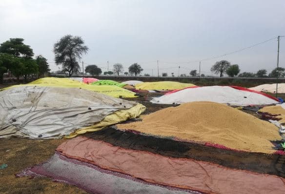 किसानों के लिए बारिश बनी आफत, हजारों क्विंटल गेंहूं भीगा