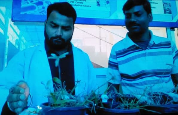 रानी दुर्गावती यूनिवर्सिटी के छात्र ने घास से बनाई बिजली, प्रोजेक्ट को पेटेंट कराने हो रही तैयारी