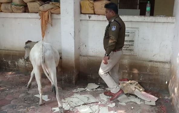 लापरवाही की इंतेहा: सरकारी दस्तावेज बने गौमाता का चारा