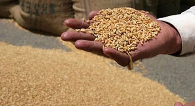 यहां प्रशासन के लिए गले की फांस बना 11 हज़ार मीट्रिक टन गेहूं