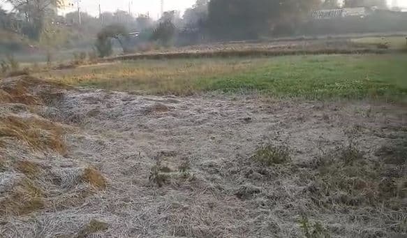 जबलपुर में शीतलहर का कहर जारी, फसलों को पाला लगने का खतरा बढ़ा