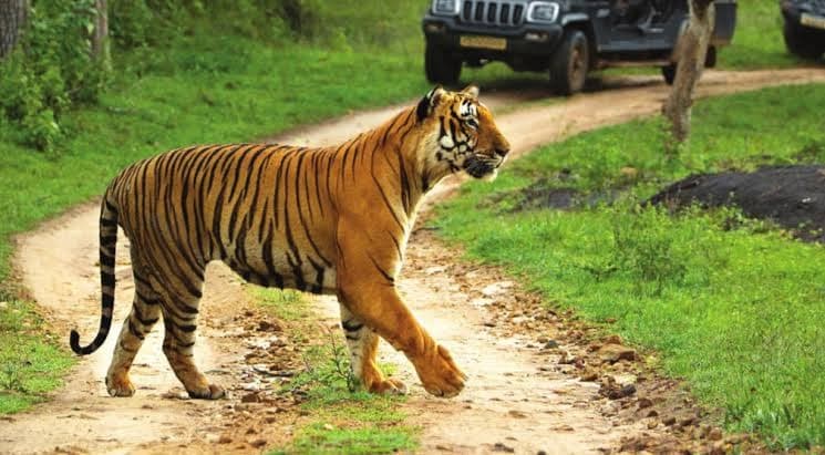 बांधवगढ़ नेशनल टाइगर रिजर्व पहुंची एक्सपर्ट की टीम, इस काम को दे रही अंजाम