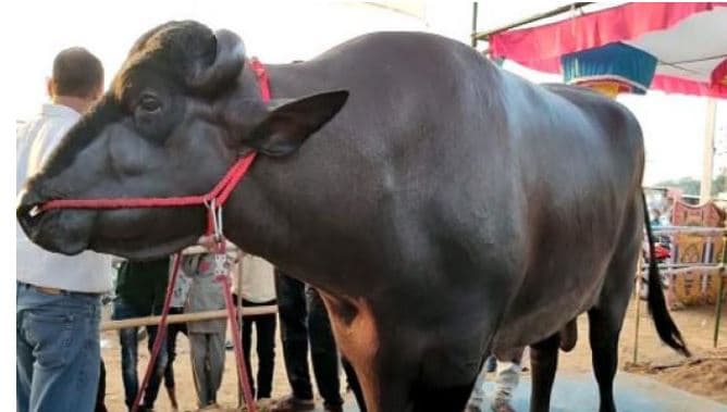 काजू बादाम खाता है मप्र का ये भैंसा