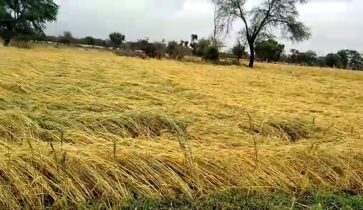 कोरोना के बाद प्रकृति का कहर, तेज़ आंधी व बारिश से किसानों को भारी नुकसान