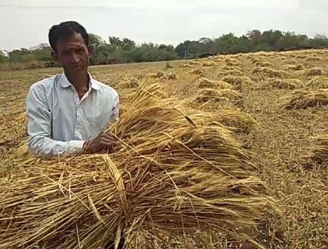 कोरोना के बाद प्रकृति का कहर… किसानों की गेंहू की फसलें बर्बाद