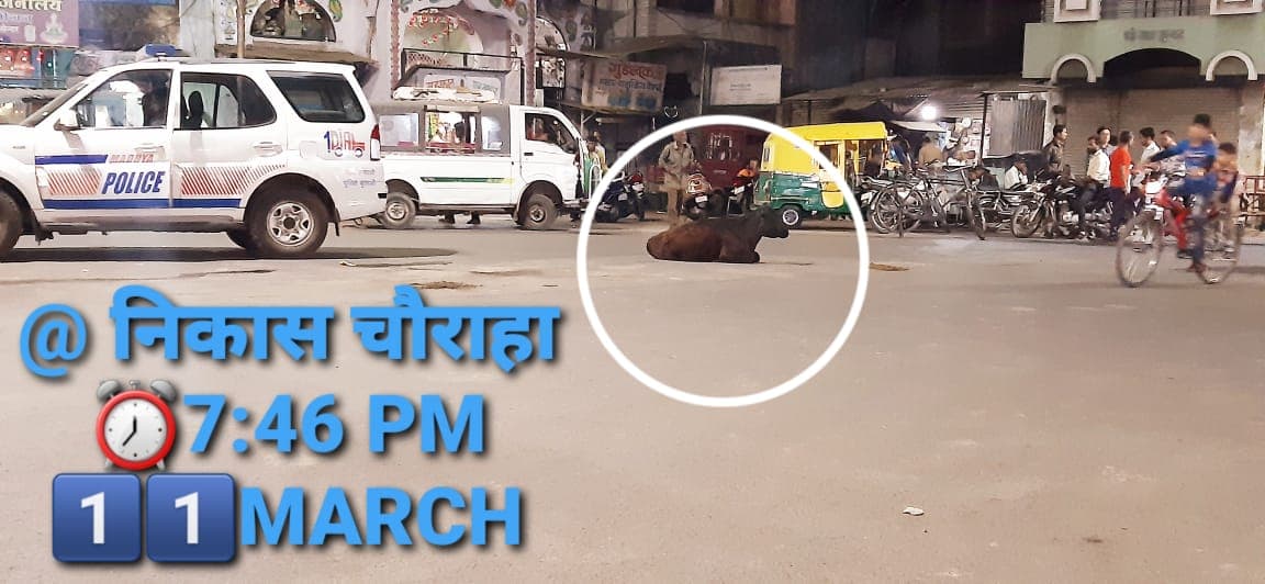 शहर को नहीं मिल रही आवारा मवेशियों से निजात