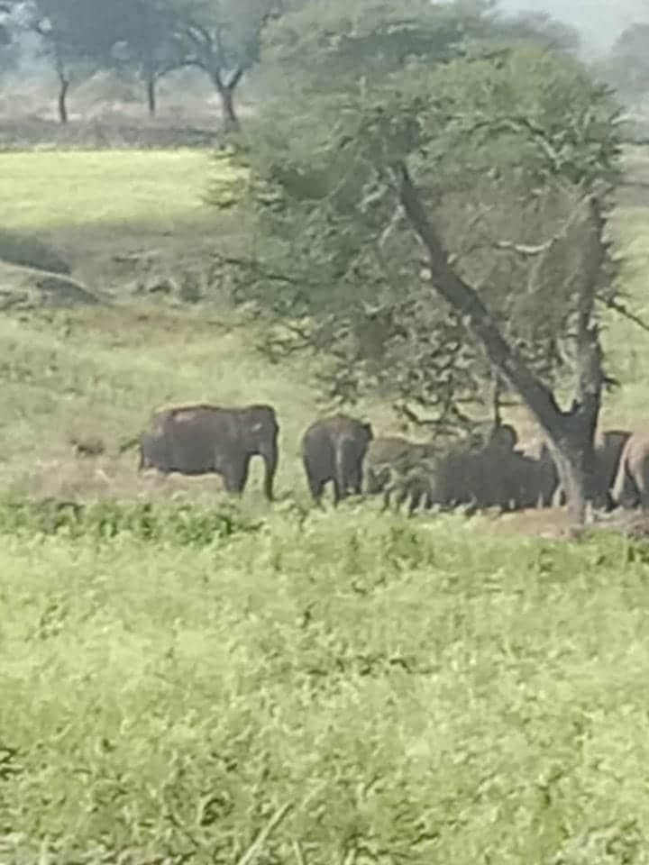 अनूपपुर में हाथियों ने ली तीन लोगो की जान