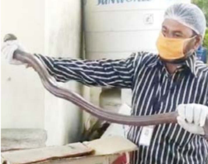 इंदौर में कोरोना संकट के बीच निगम जोन दफ्तर के पास मिला दोमुंहा सांप