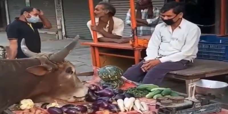 किसानों पर लॉकडाउन की दोहरी मार, जानवरों को सब्जियां खिलाने को मजबूर