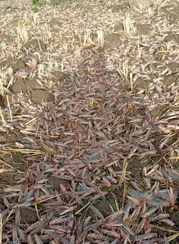 5 किलोमीटर लंबे क्षेत्र में फैले टिड्डी दल, प्रशासन की संयुक्त कार्रवाई