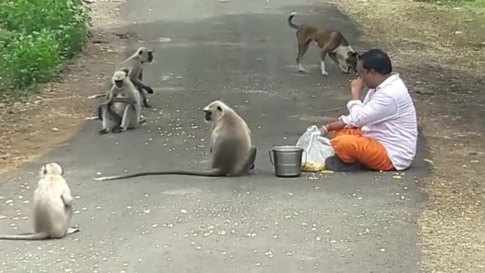 लॉकडाउन में एक शख्स बेजुबान जानवरों को खिला रहा है खाना