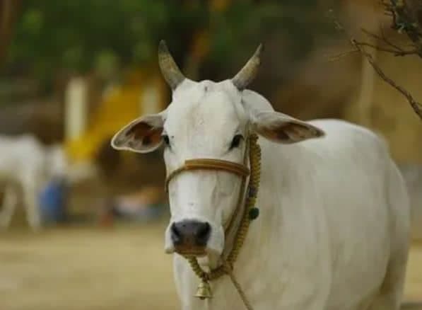 हैवानियत की हद, अब गर्भवती गाय को खिलाया विस्फोटक