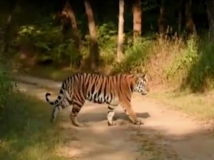 यहां चहलकदमी करती नजर आई बाघिन, लोगों ने कैमरे में कैद किया नजारा
