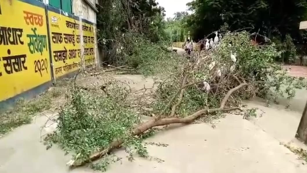 हराभरा पेड़ काटने से साइबेरियन पक्षियों की मौत, वन विभाग करेगा कार्रवाई