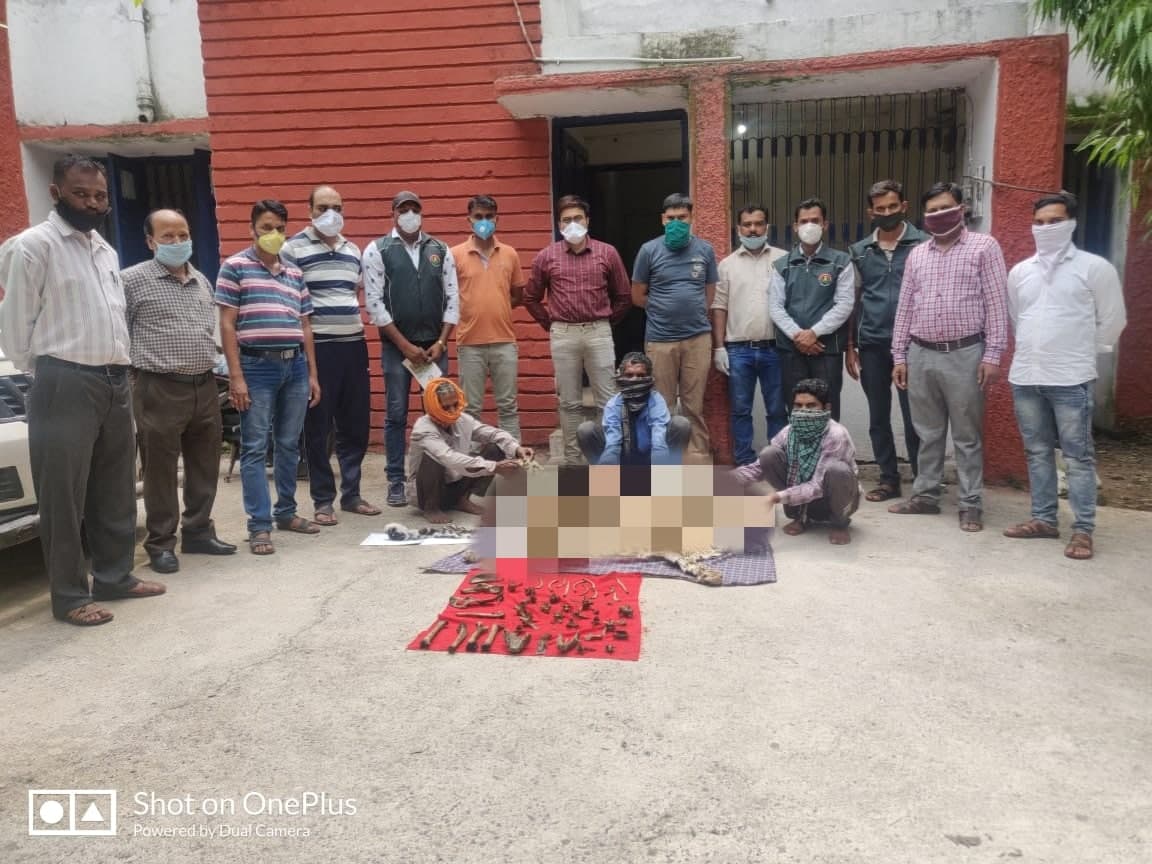 वन विभाग ने 3 शिकारियों को पकड़ा,तेंदुए की खाल और हड्डियां बरामद