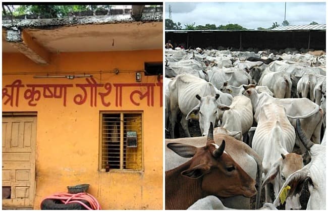 राजगढ़ : गौशाला में 13 गायों ने तोडा दम, साल भर पहले भी 300 गायों की हुई थी मौत
