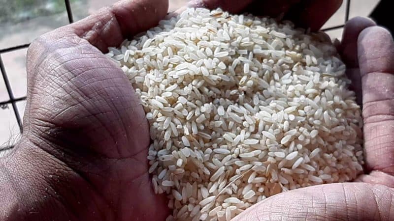 अमानक चावल मामला: सिक्युरिटी एजेंसी के मार्फत रखे गये थे निरीक्षक,प्रेस के हाथ लगे पत्र, उठ रहे कई सवाल