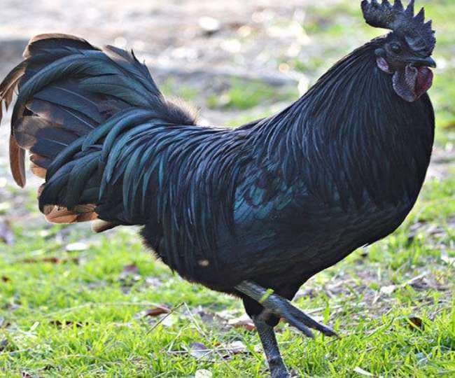 कोरोना काल में बढ़ी कड़कनाथ की डिमांड, MP सरकार ने बनाया यह प्लान