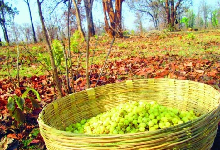 सरकार ने 32 लघु वनोपजों के लिए निर्धारित किये न्यूनतम समर्थन मूल्य