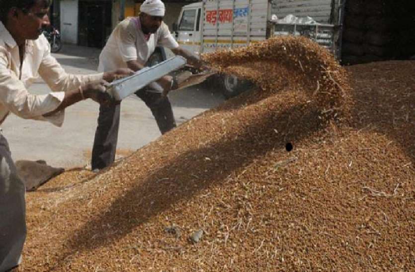 MP : 15 मार्च से होगी चने की समर्थन मूल्य पर खरीदी, आज से पंजीयन शुरु