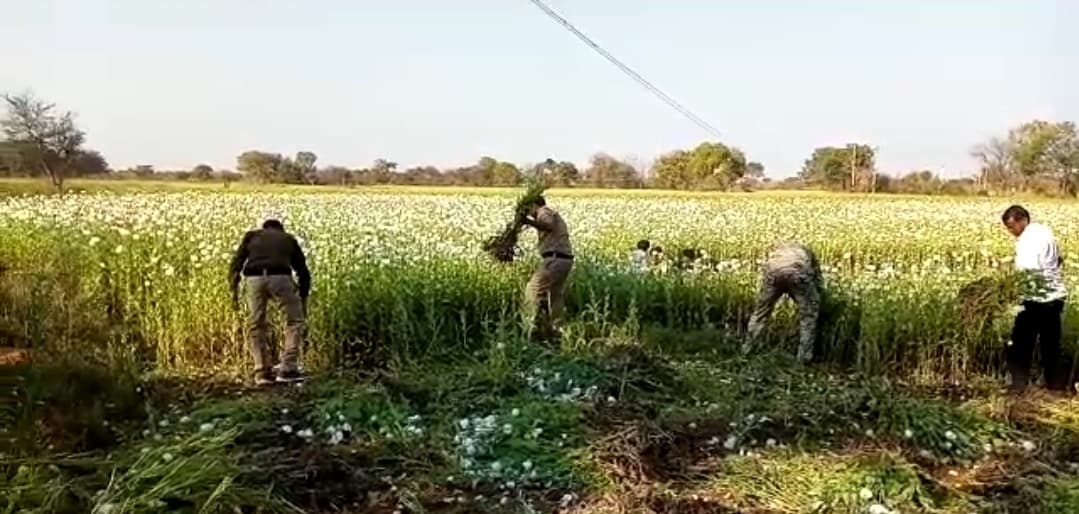 डेढ़ बीघे में लहलहा रही थी 50 लाख की अफीम, पुलिस ने कटवाई फसल