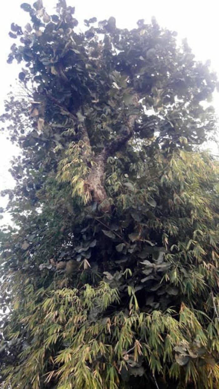 पन्ना में मिला एक पत्ती वाला दुर्लभ पलाश का पेड़, रूंज डैम के डूब क्षेत्र में मौजूद