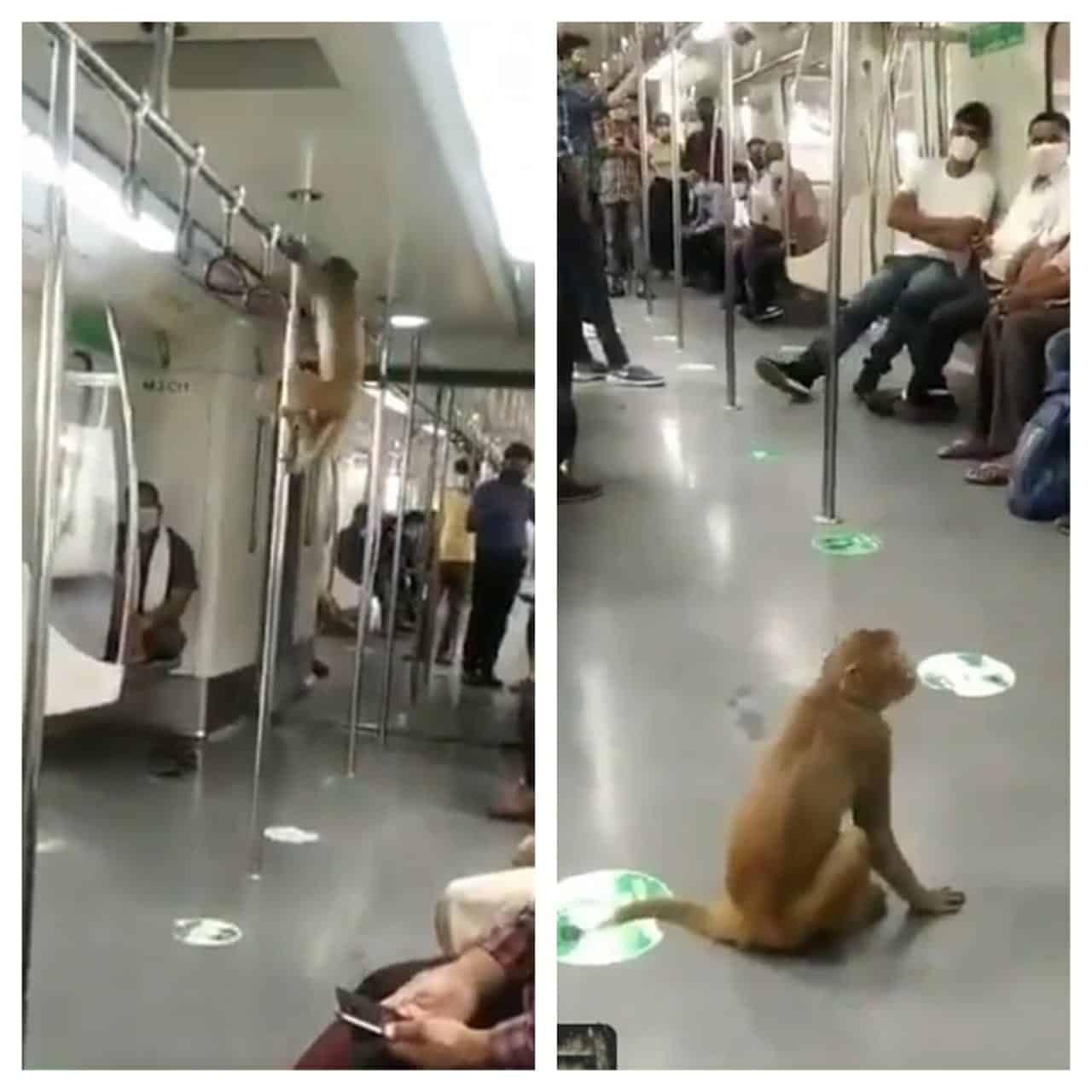 एक बंदर मेट्रो के अंदर, बंदर ने मेट्रो में यूं की उछलकूद, देखिये वीडियो