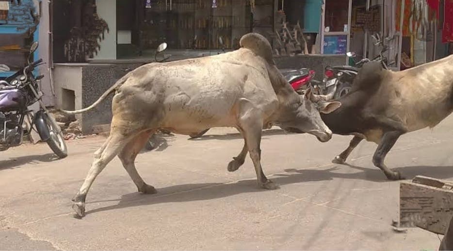 डबरा- आवारा जानवरों का आतंक, दो सांडों की लड़ाई में युवक घायल, दुकान तहस नहस