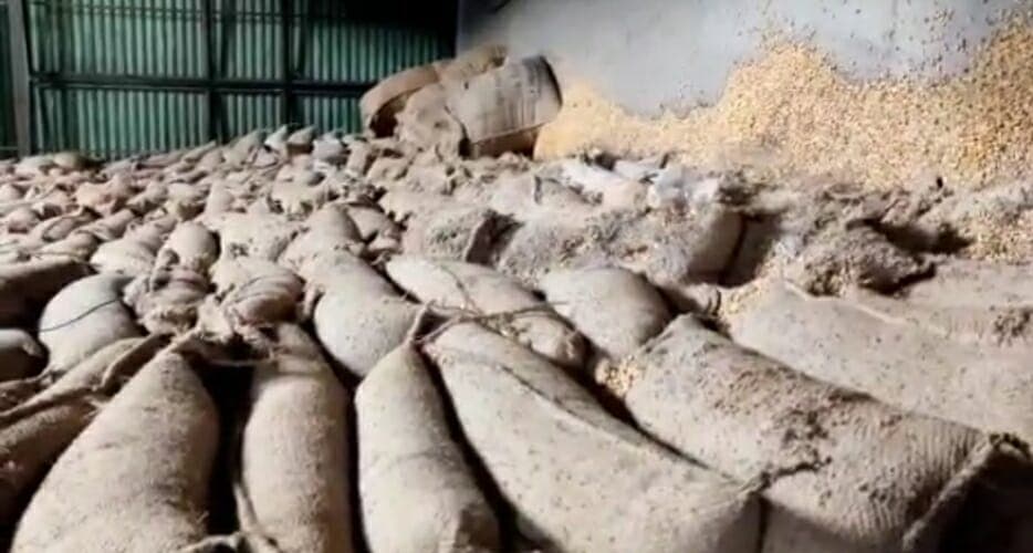 छिंदवाड़ा- 1628 टन मक्का बर्बाद, तीन करोड़ के अनाज में कीड़े लगे