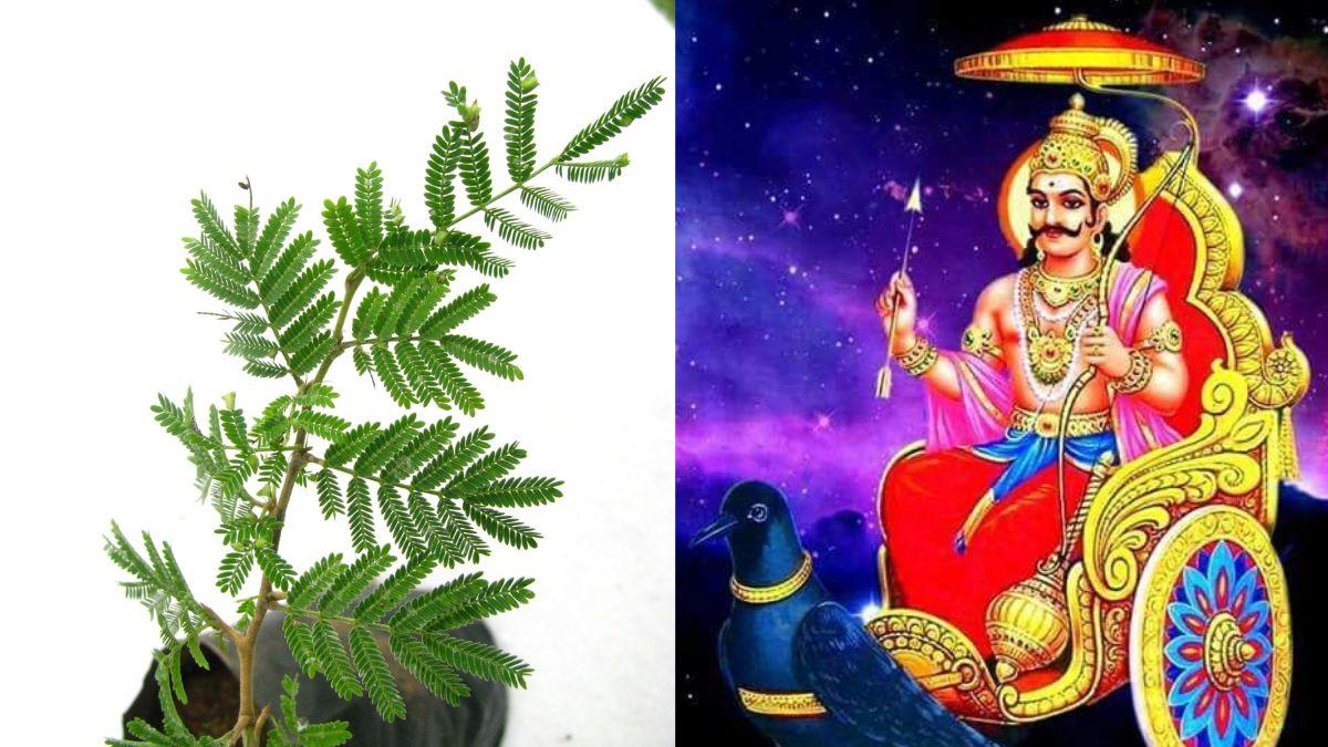 शनिदेव के इस 1 पौधे की दशहरा के दिन करें पूजा, शनि दोष सहित धन से जुड़ी समस्या होगी दूर